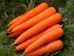  CARROT FRESH 