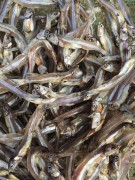   WHITE ANCHOVIES 