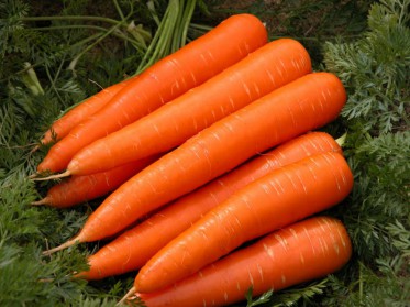  CARROT FRESH 